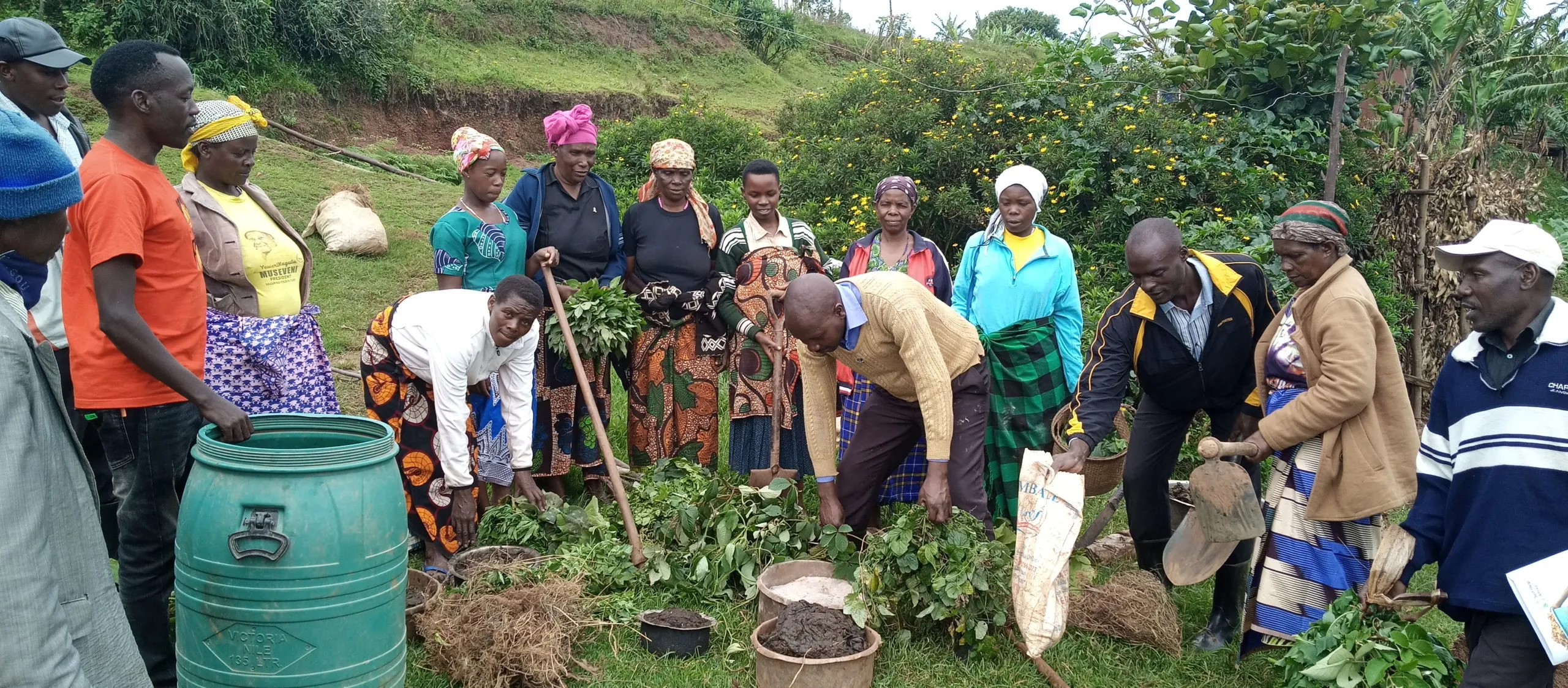 Avocado farming in Kenya